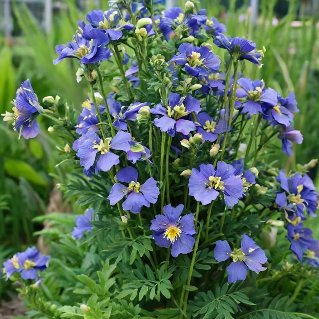 Polemonium boreale 'Heavenly Habit'