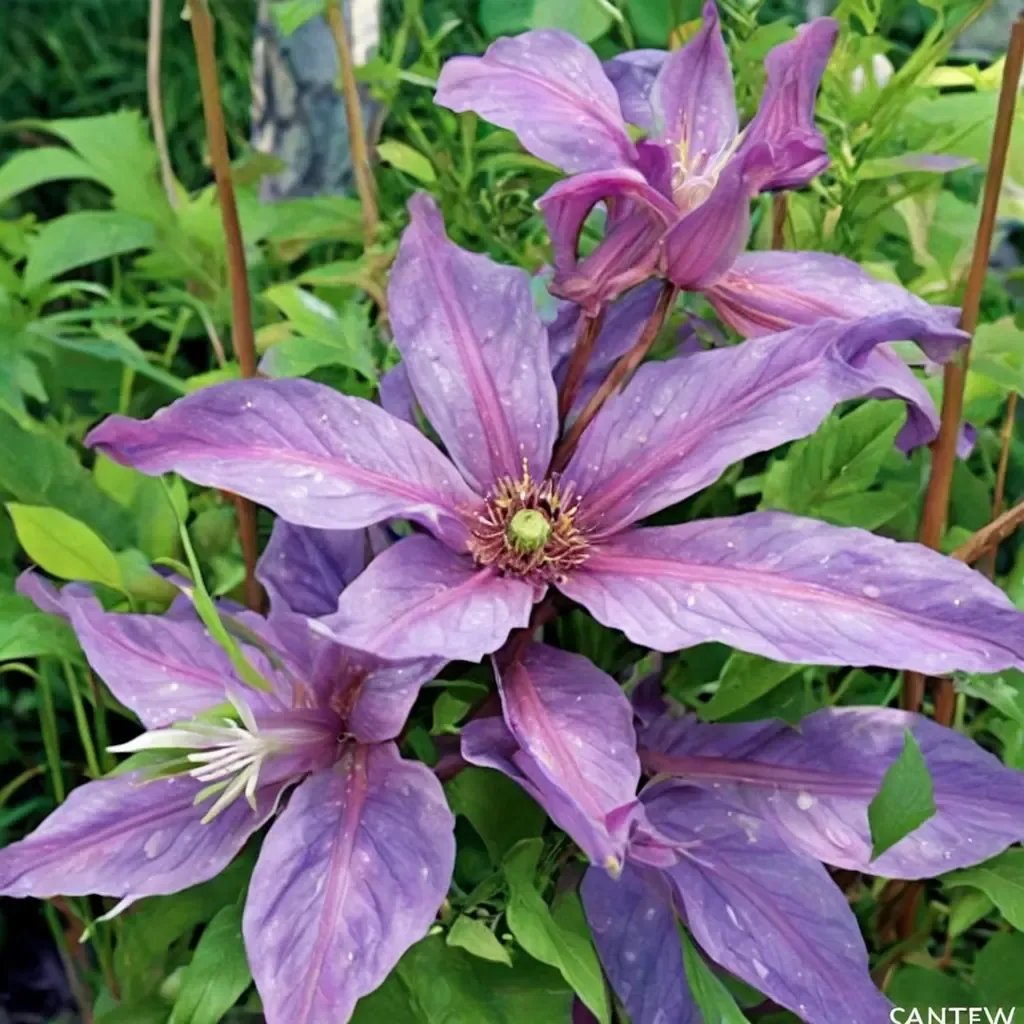 Clematis x triternata 'Horn Of Plenty'
