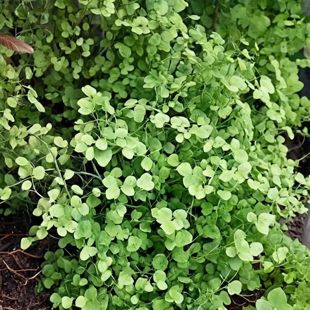 Adiantum x mairisii