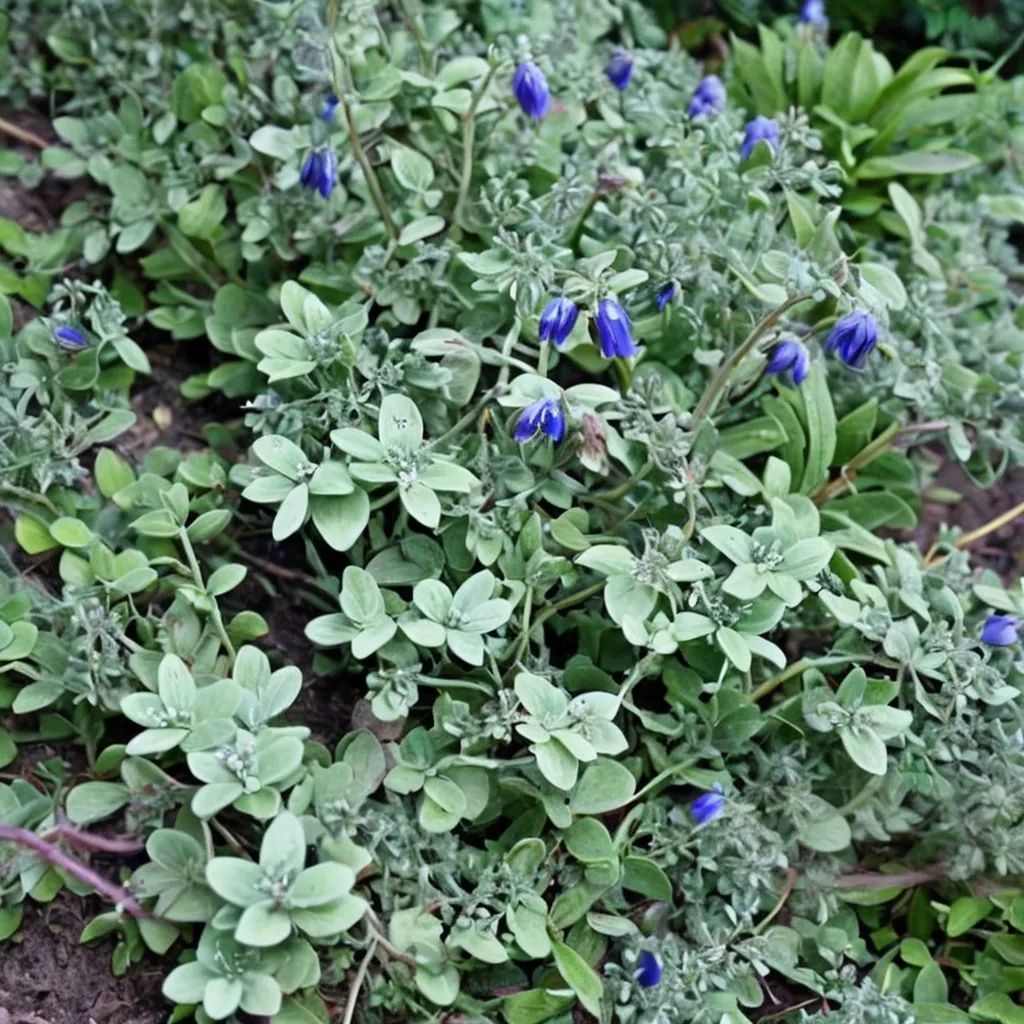Salvia chionophylla