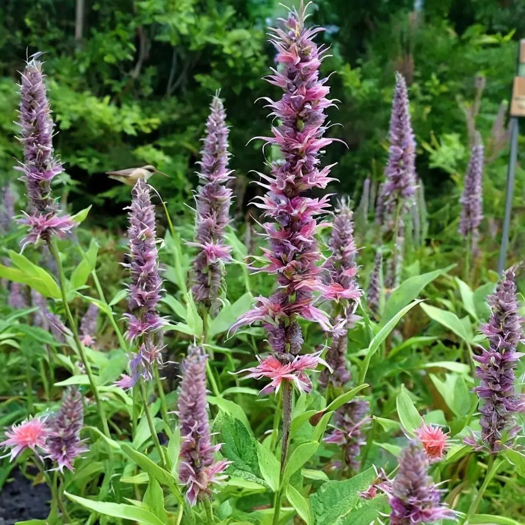 Agastache foeniculum 'Hummingbird Mint Collection'