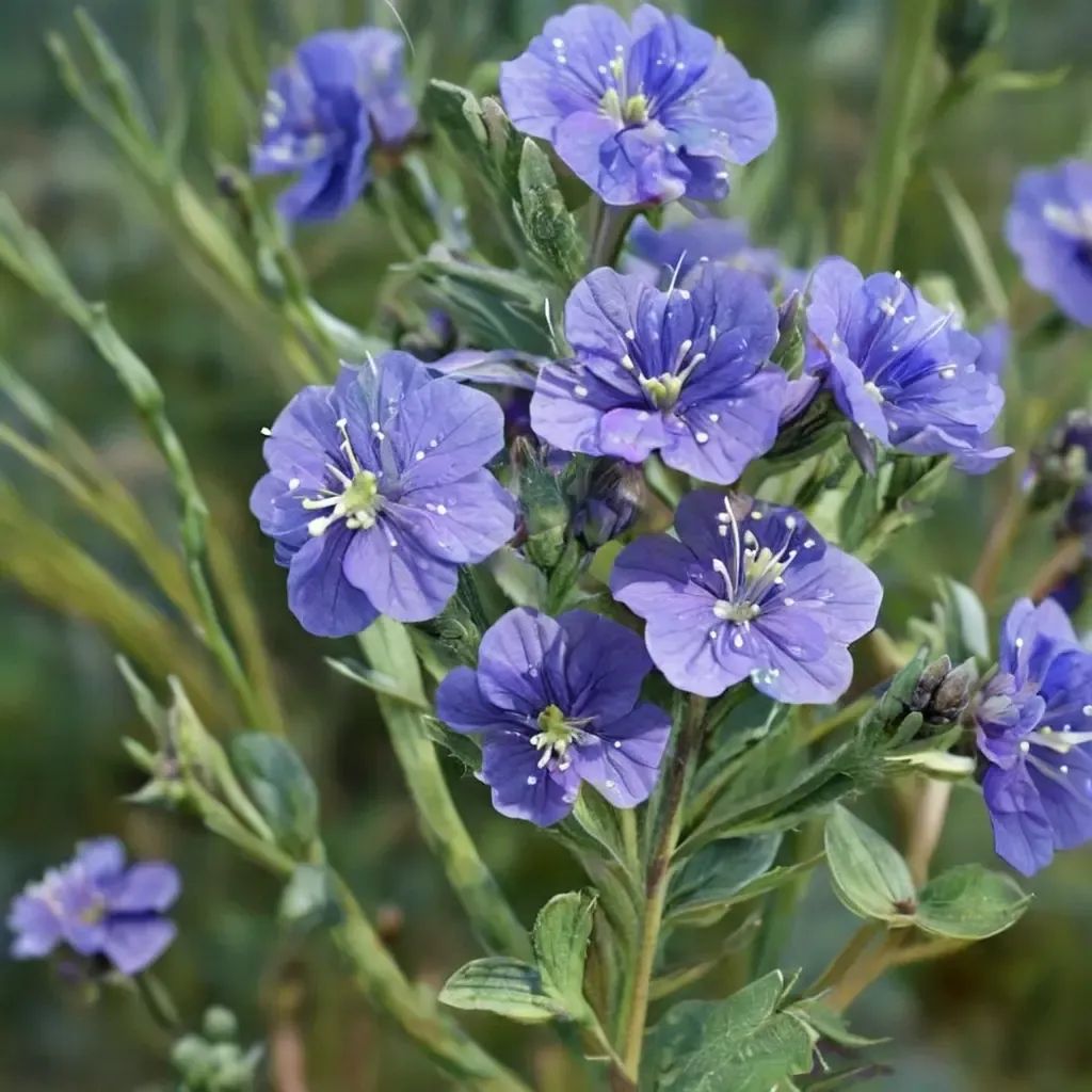 Phacelia ciliata