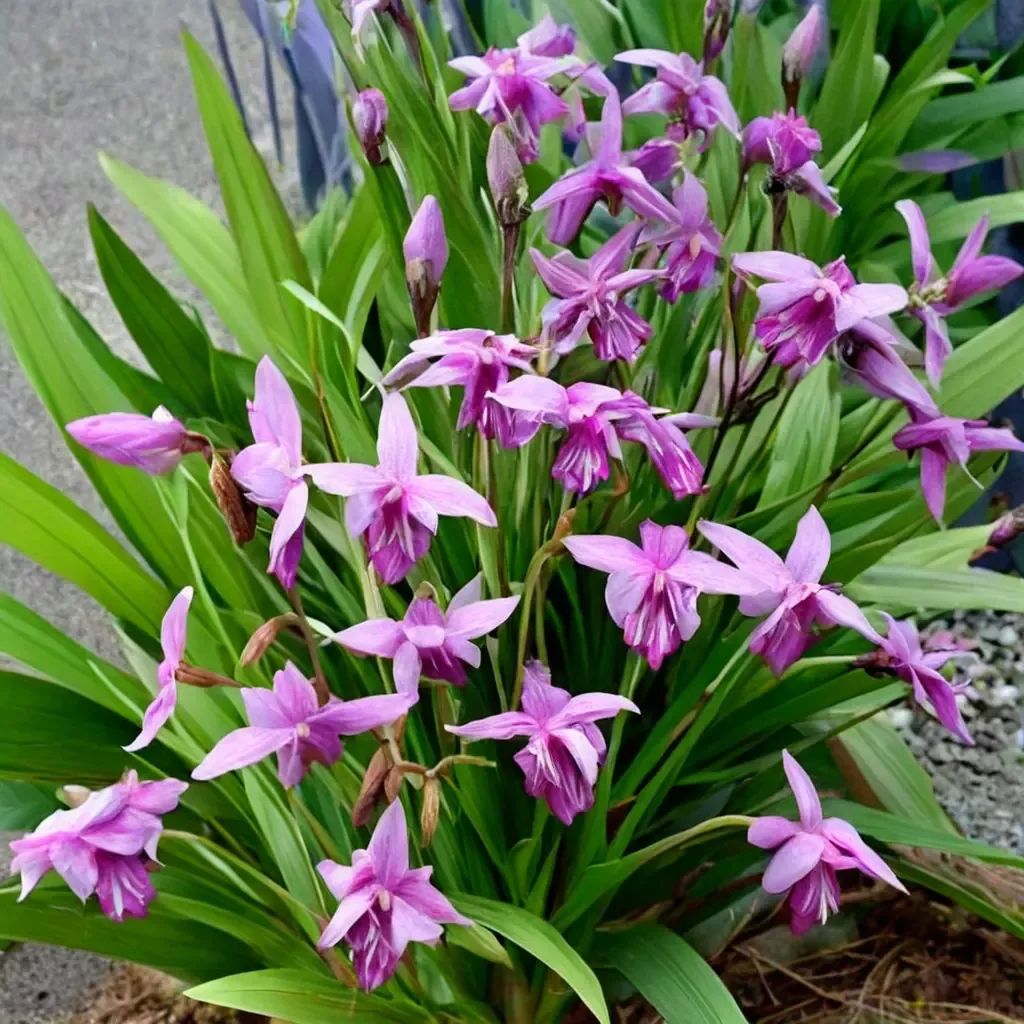 Bletilla striata