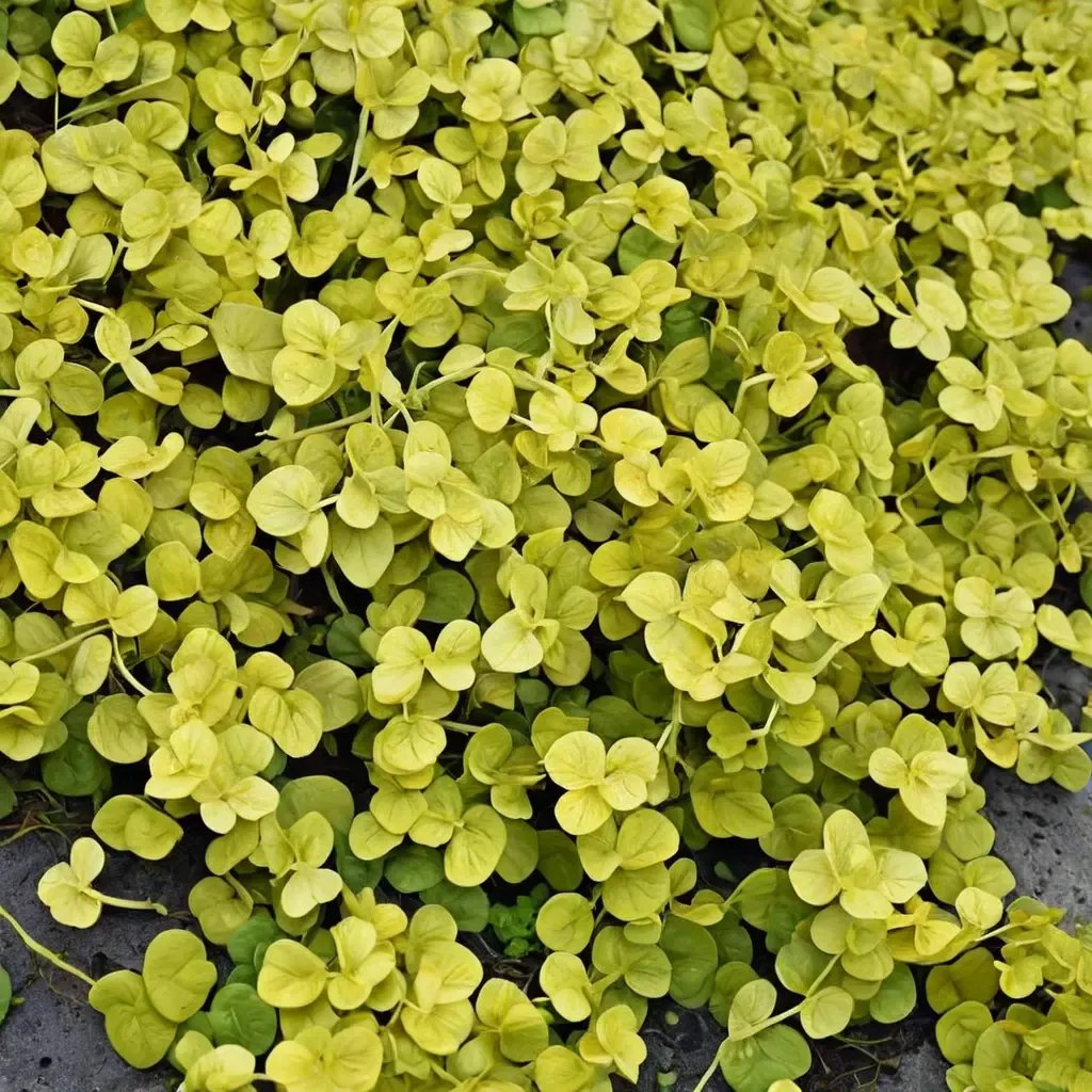 Lysimachia aurea