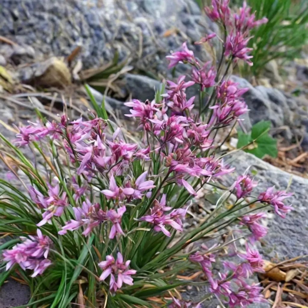 Allium kiiense