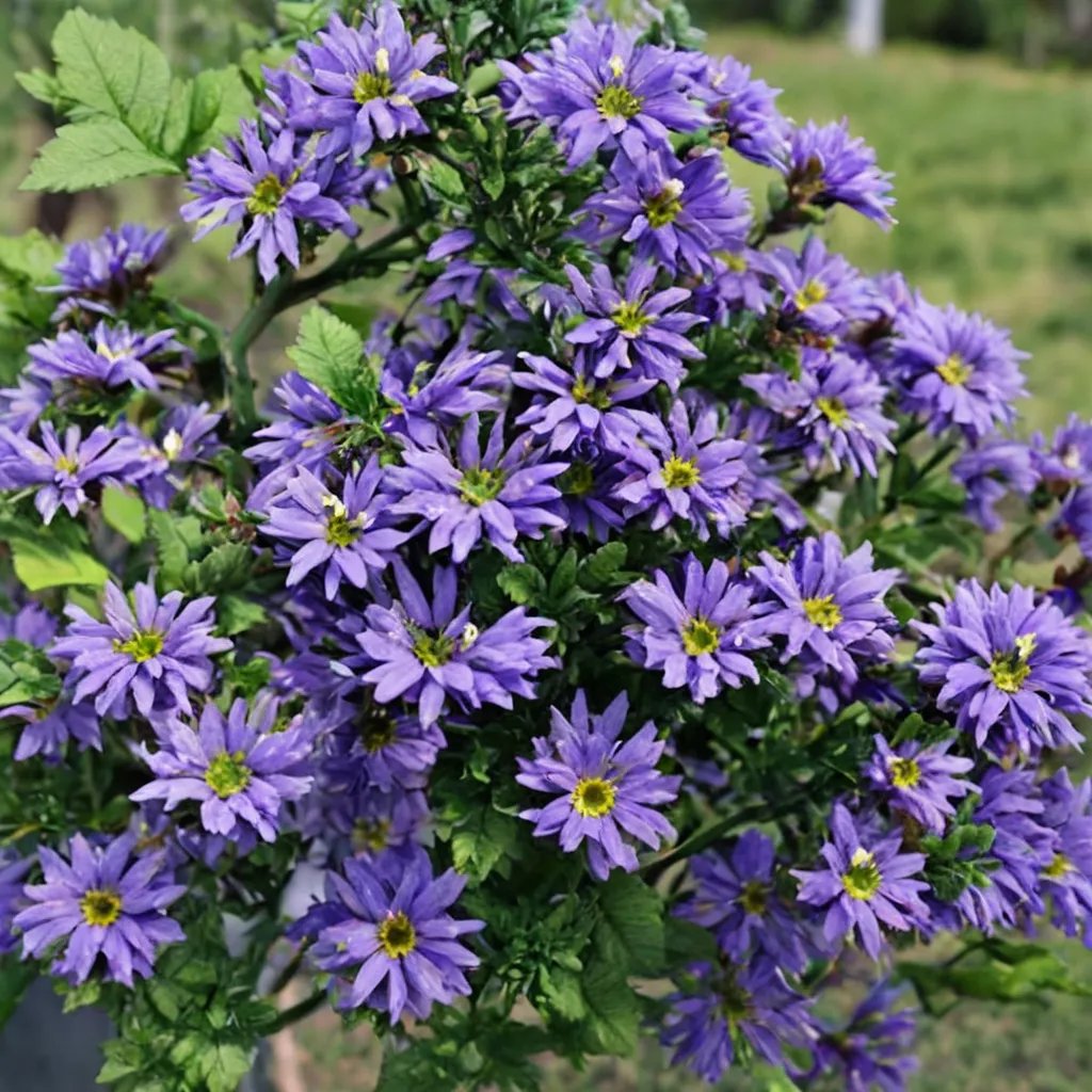 Scaevola aemula 'Whirlwind Blue'