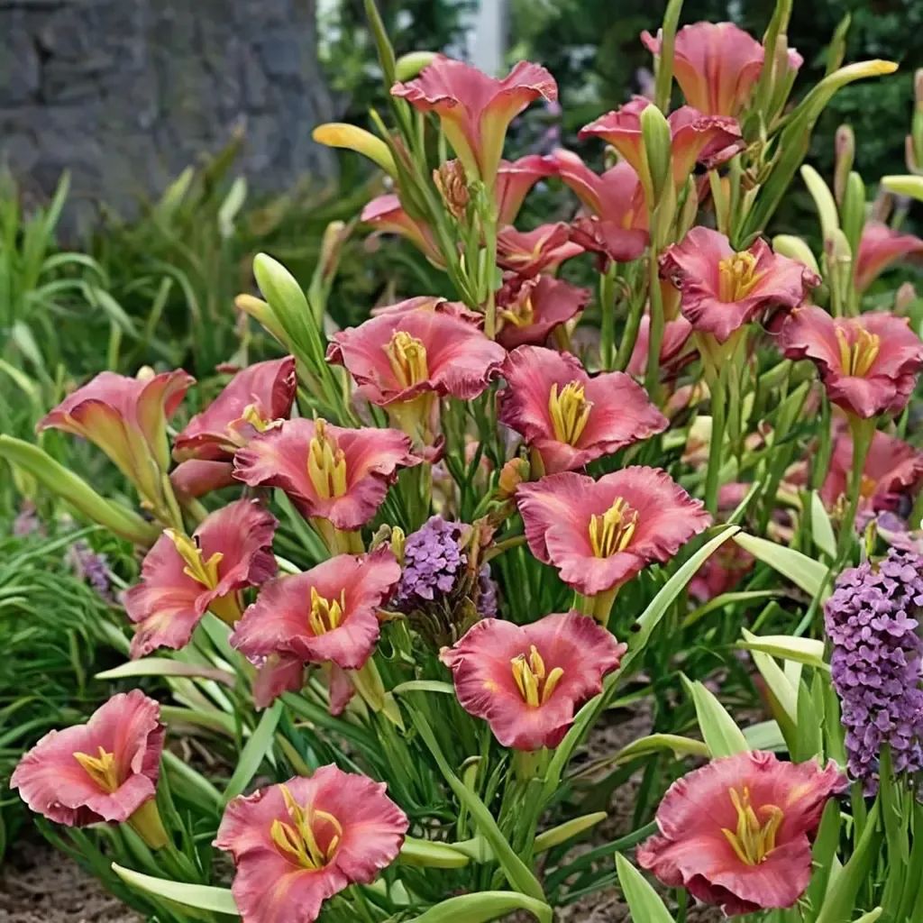Hemerocallis x hybrida 'Earlybird Cardinal'