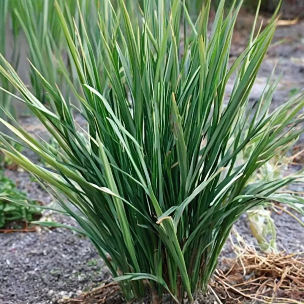 Dianella revolutiony 'Flavo Circinalis'