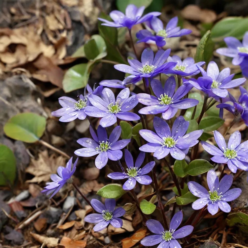 Hepatica nobilis