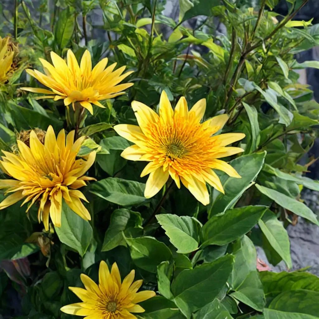 Helianthus annuus 'Aura Gold'