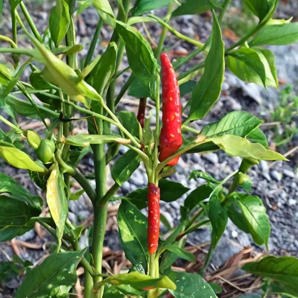 Capsicum annuum 'Chile de Arbol'