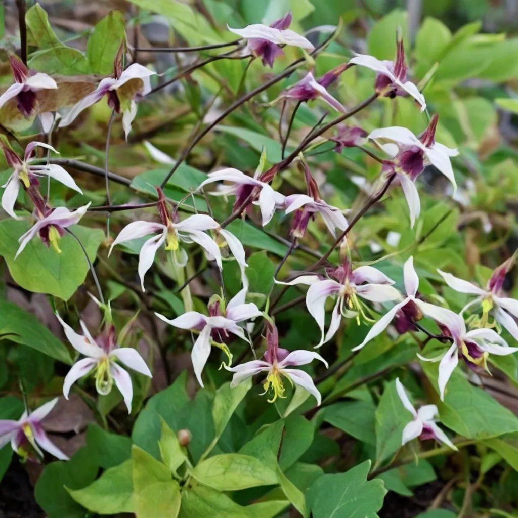 Epimedium x omeiense 'Razzleberry'