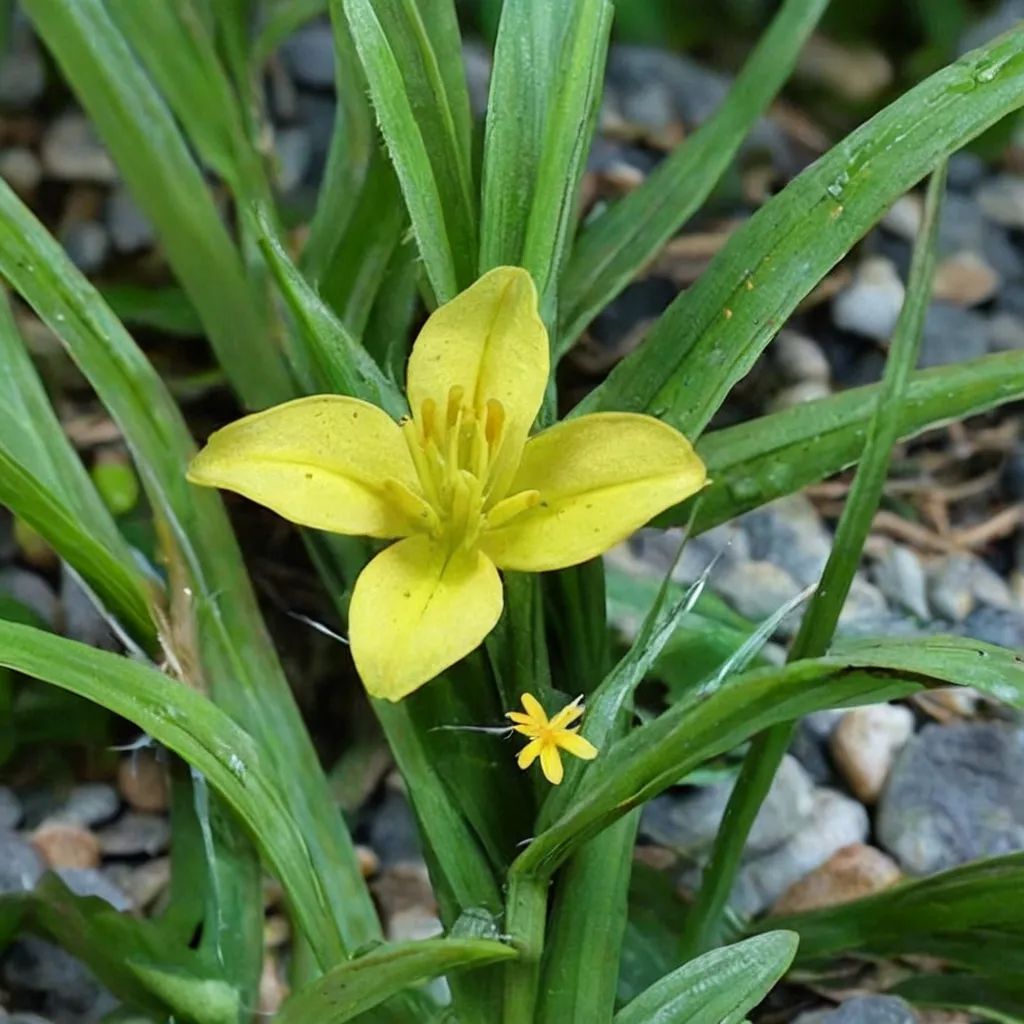 Hypoxis decumbens