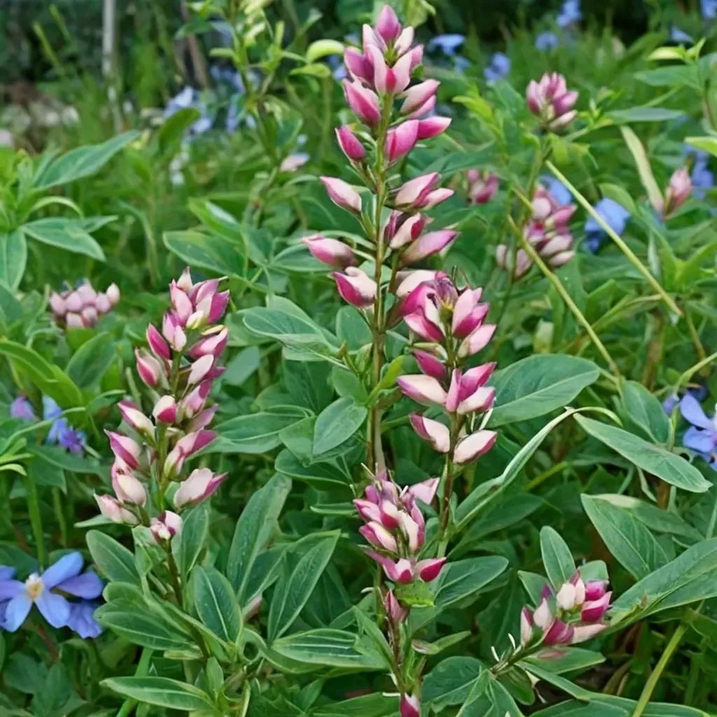 Lupinus succulentus 'Rodeo Rose'