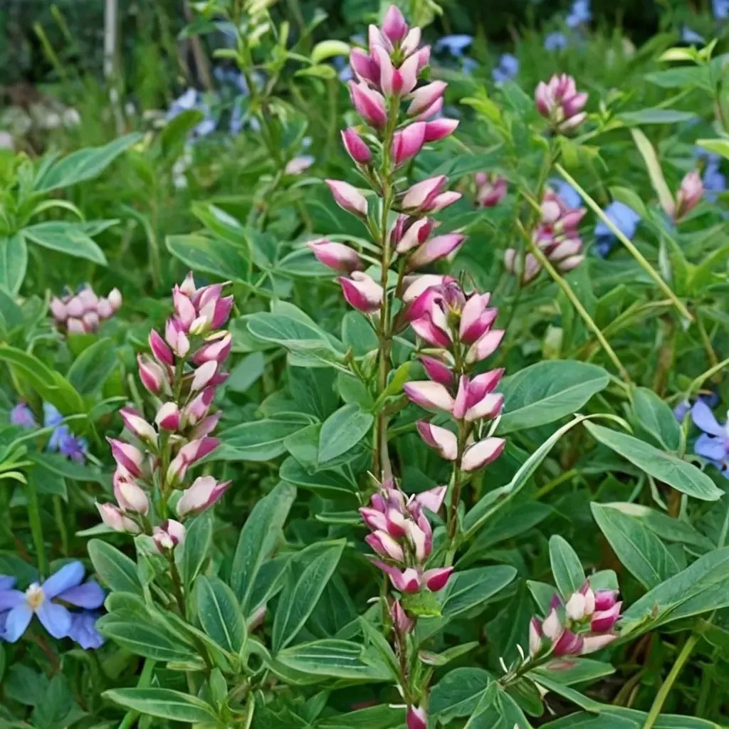 Lupinus succulentus 'Rodeo Rose'