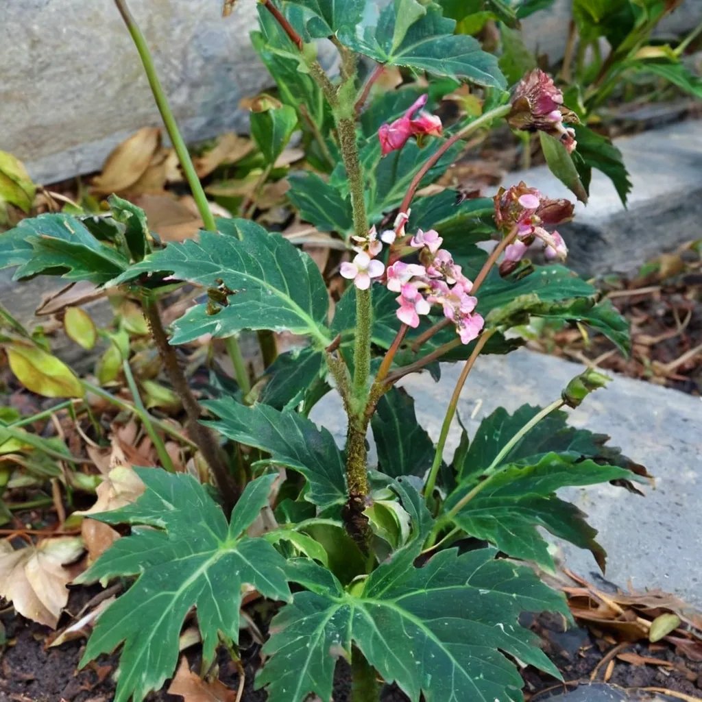 Begonia heracleifolia 'Nigricans'