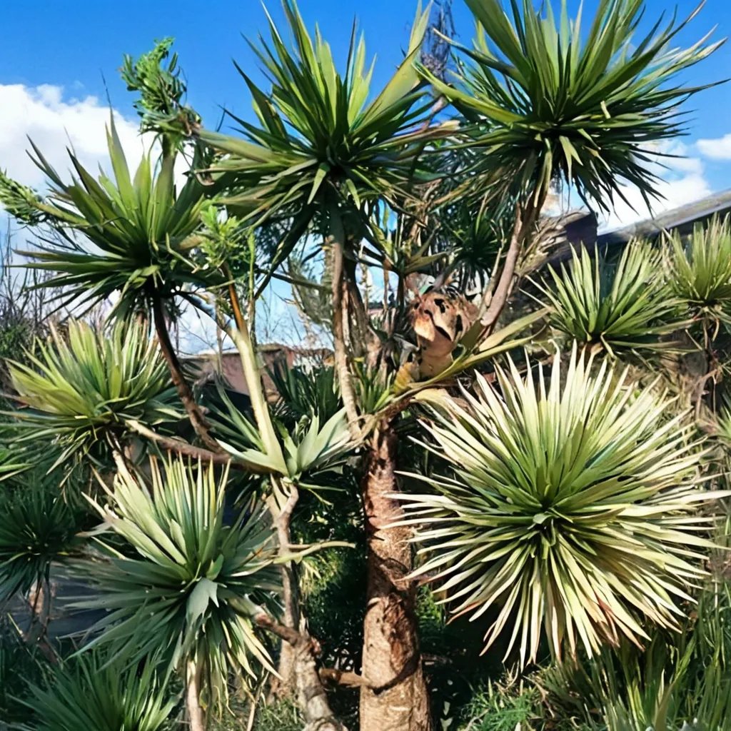 Sabal mexicana 'Dallas Form'
