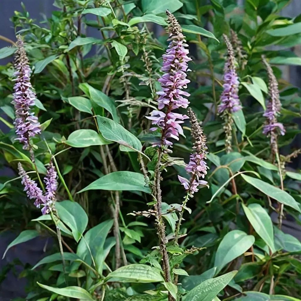 Buddleia lindleyana