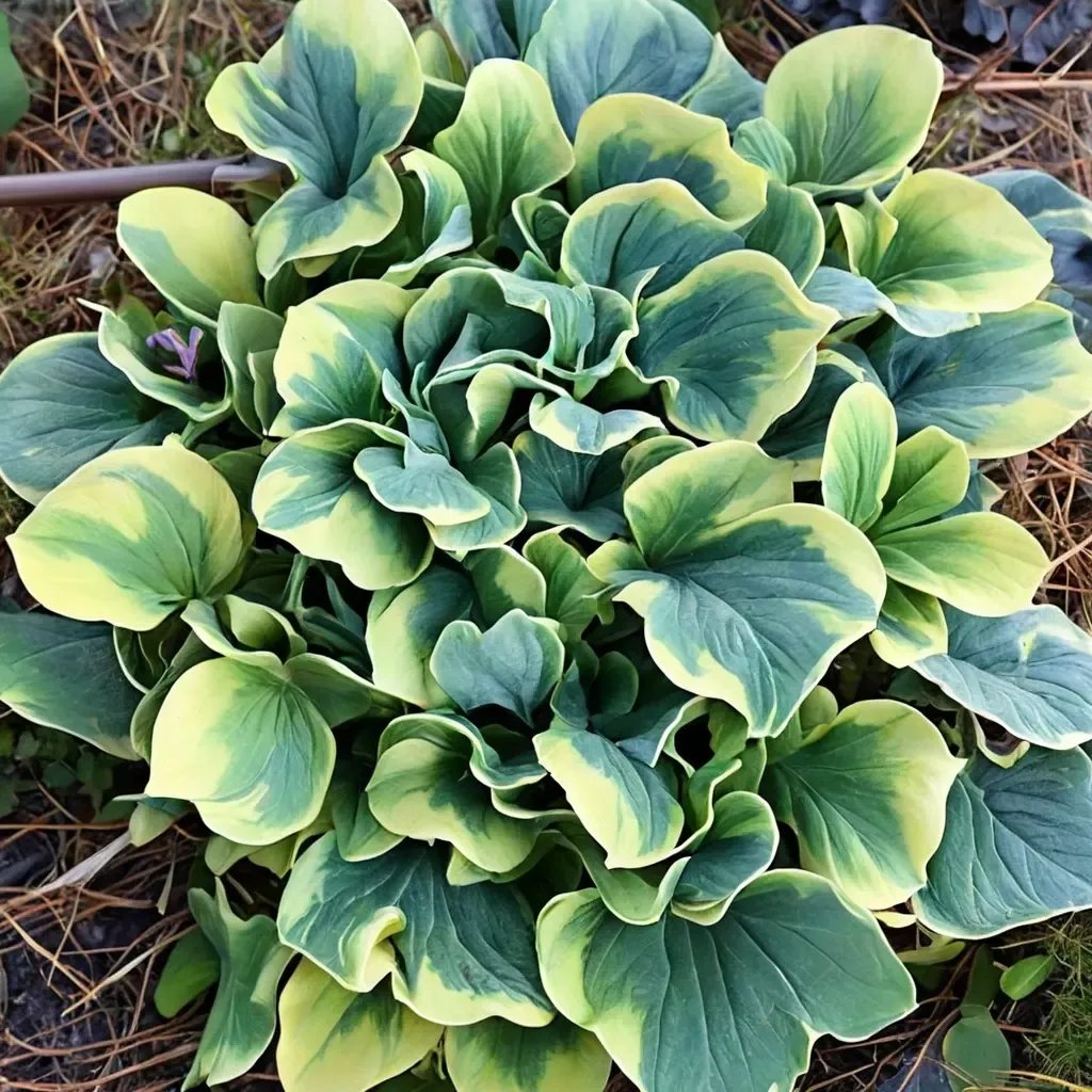Hosta plantaginea 'School Mouse'