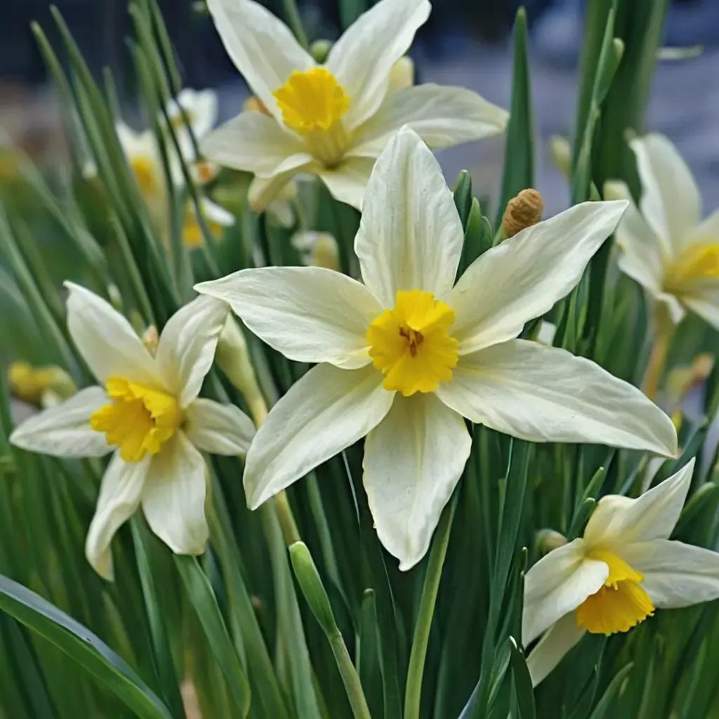 Narcissus pseudonarcissus 'Jack Snipe'