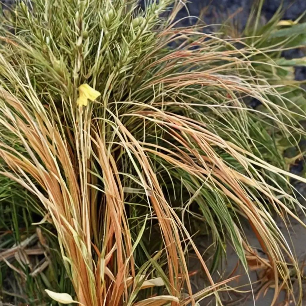 Carex graminea