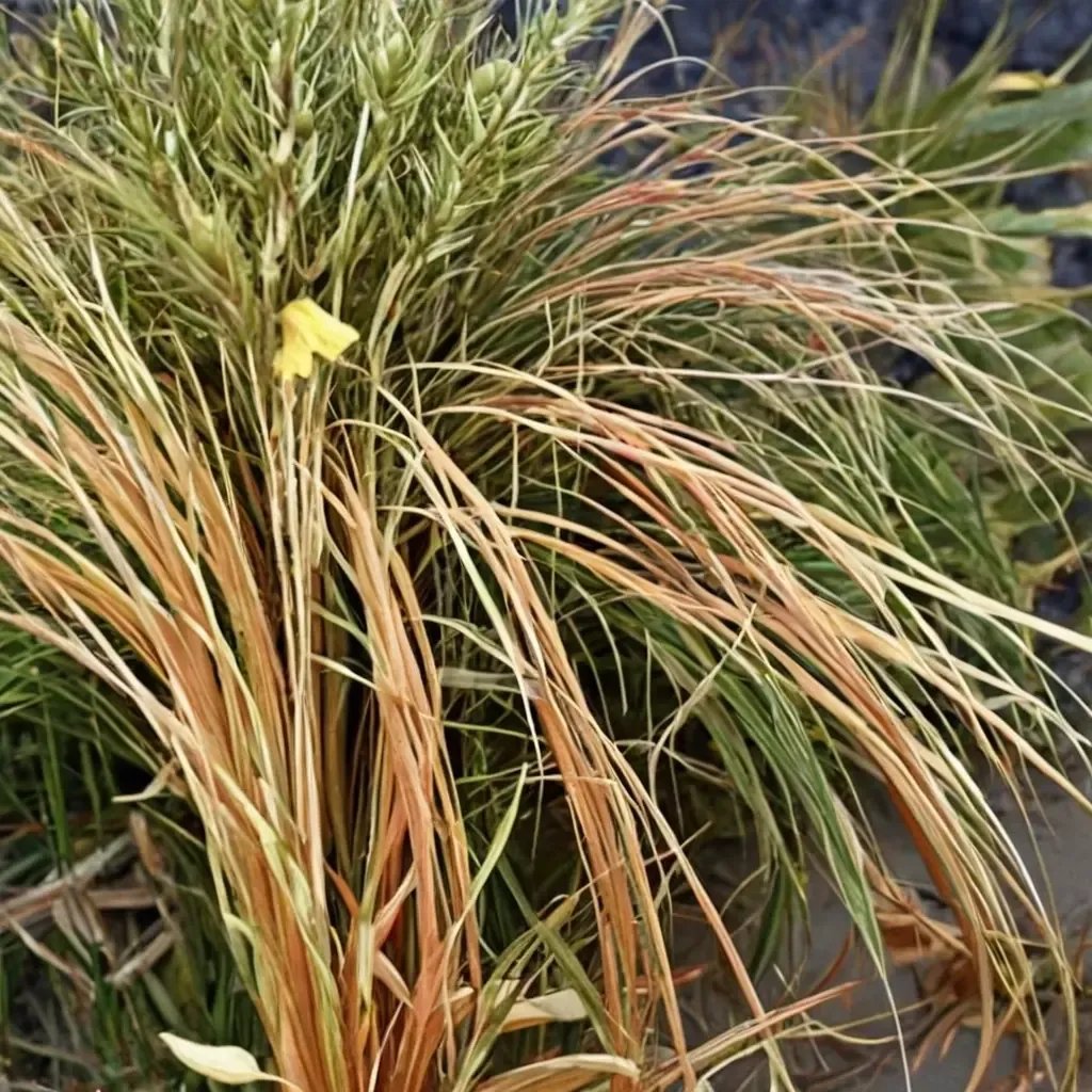 Carex graminea