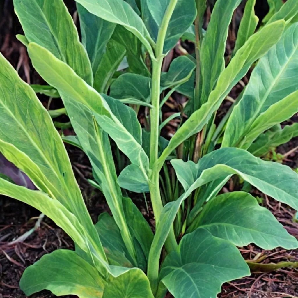 Colocasia esculenta 'Chicago Harlequin'