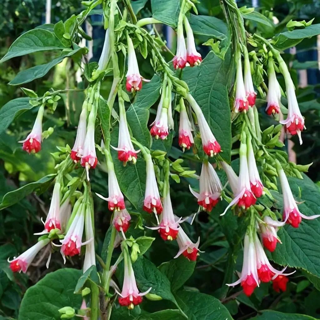 Fuchsia boliviana 'Alba'