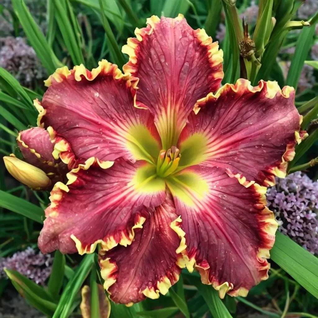 Hemerocallis x hybrida 'Born To Run'