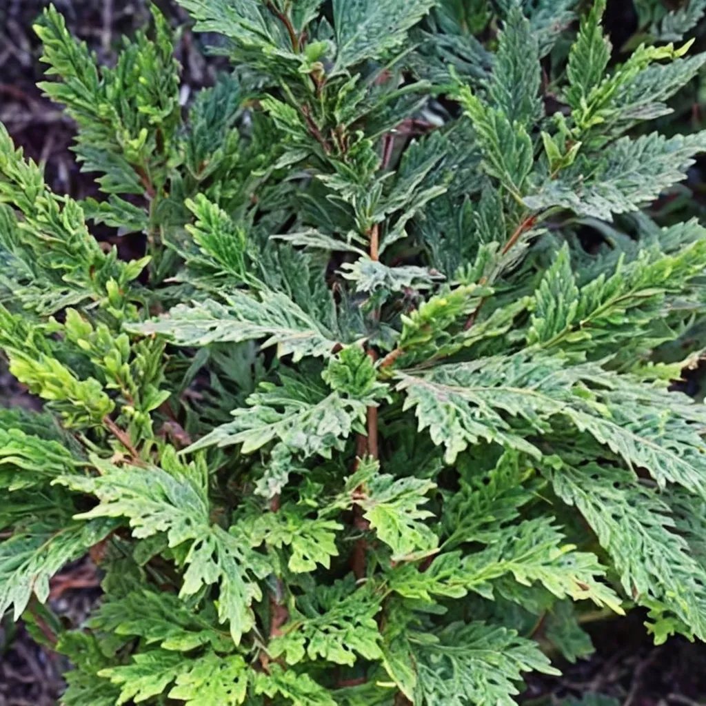 Chamaecyparis obtusa 'Breviramea'