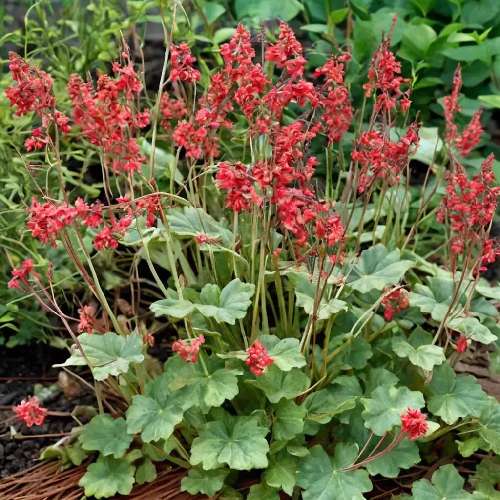 Heuchera x brizoides