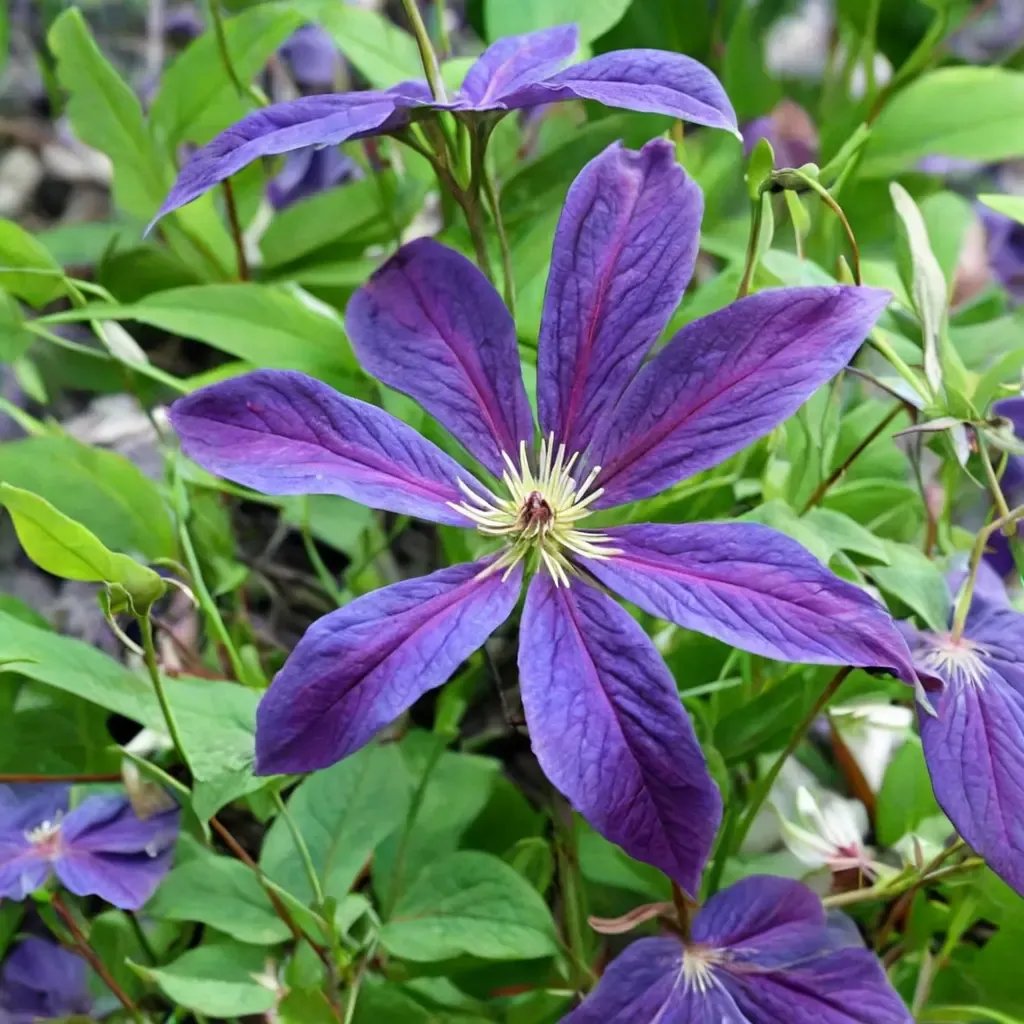 Clematis x jackmanii 'Katharina'