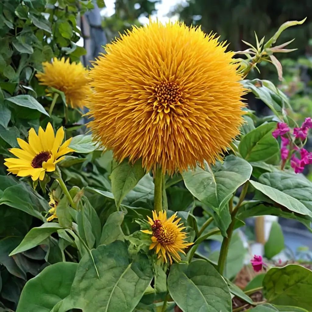 Helianthus annuus 'Big Bear'