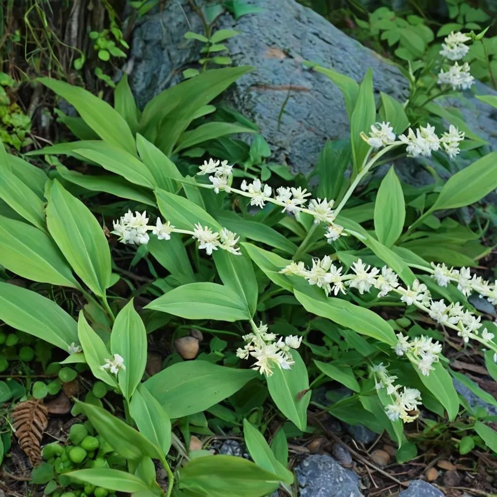 Maianthemum racemosum