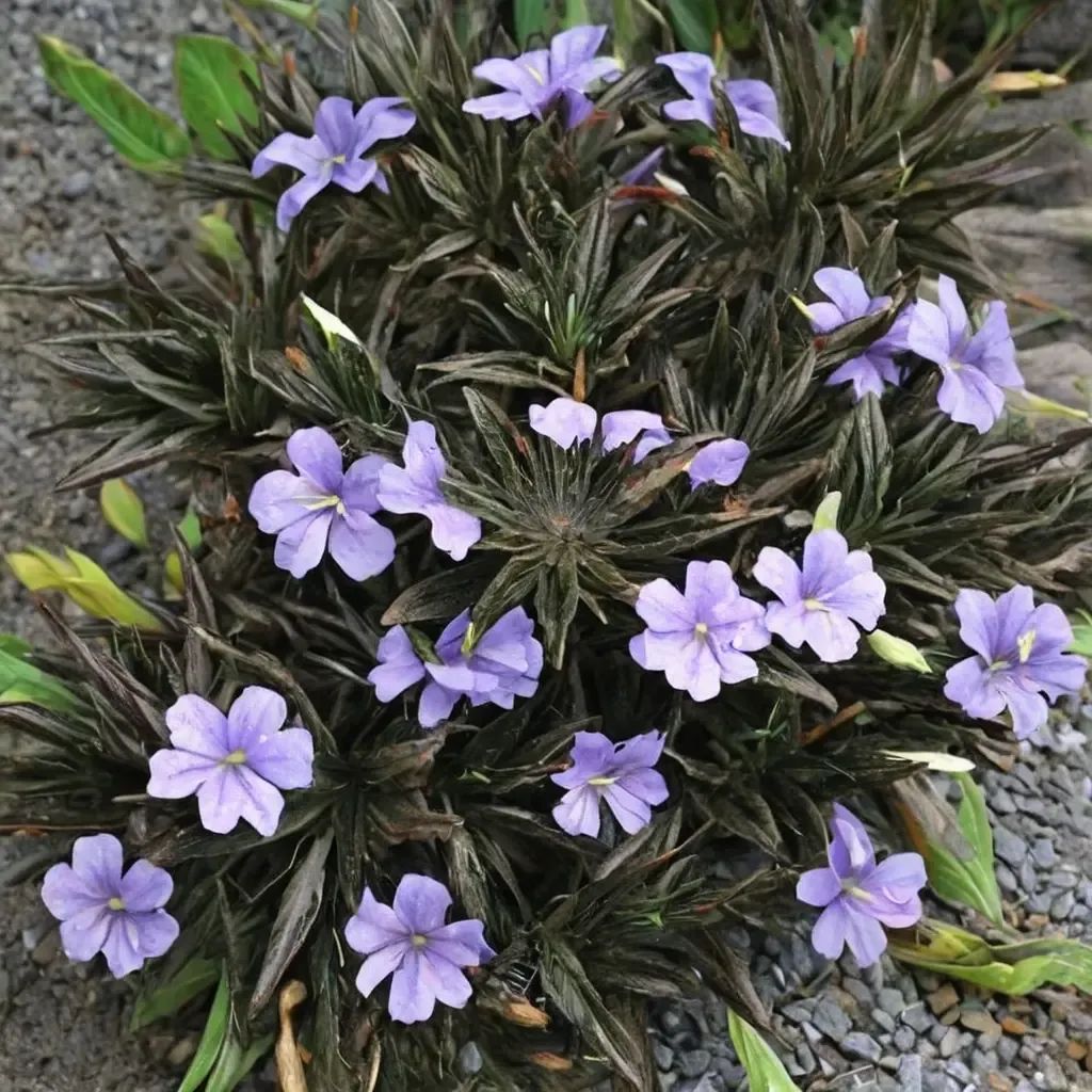 Ruellia tuberosa 'Black Beauty'