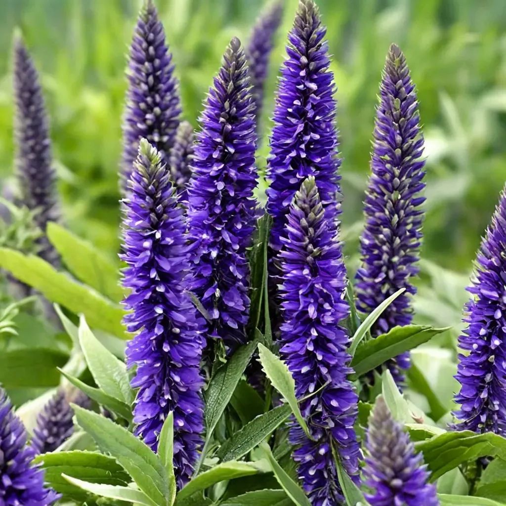 Veronica gentianoides 'Vernique Blue'