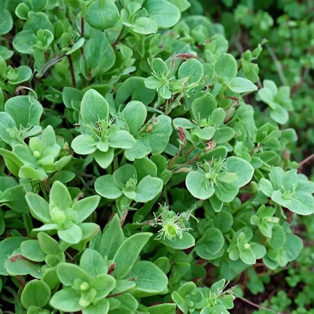 Origanum majorana