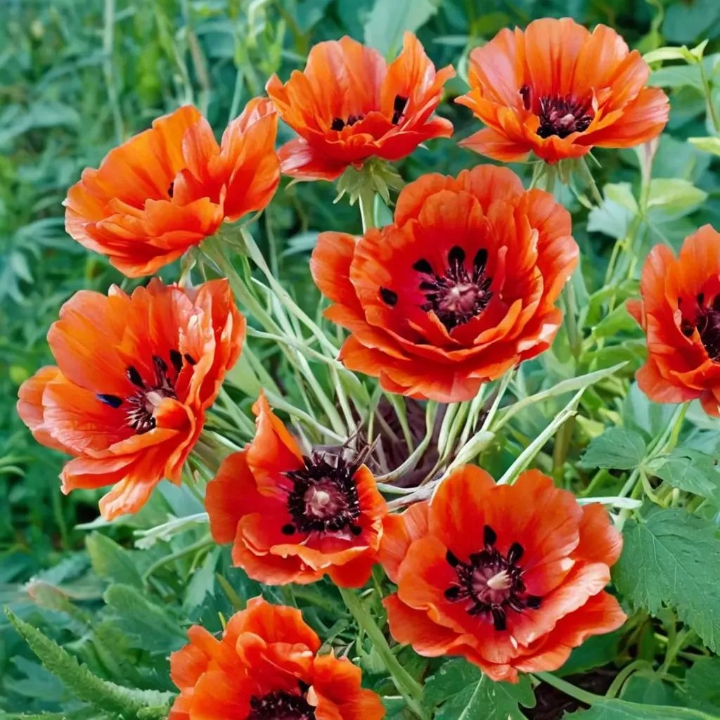 Papaver orientale 'Eye Catcher'