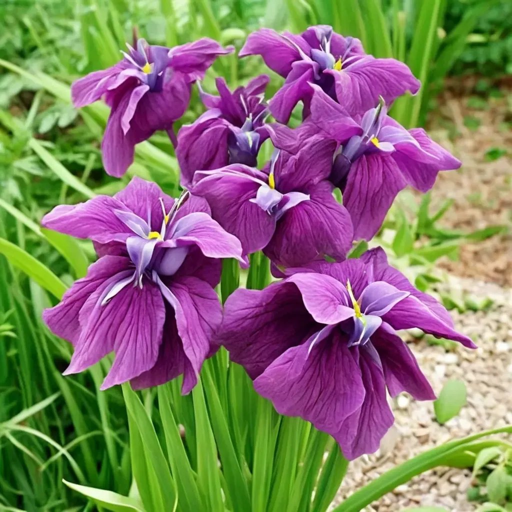 Iris ensata 'Good Omen'