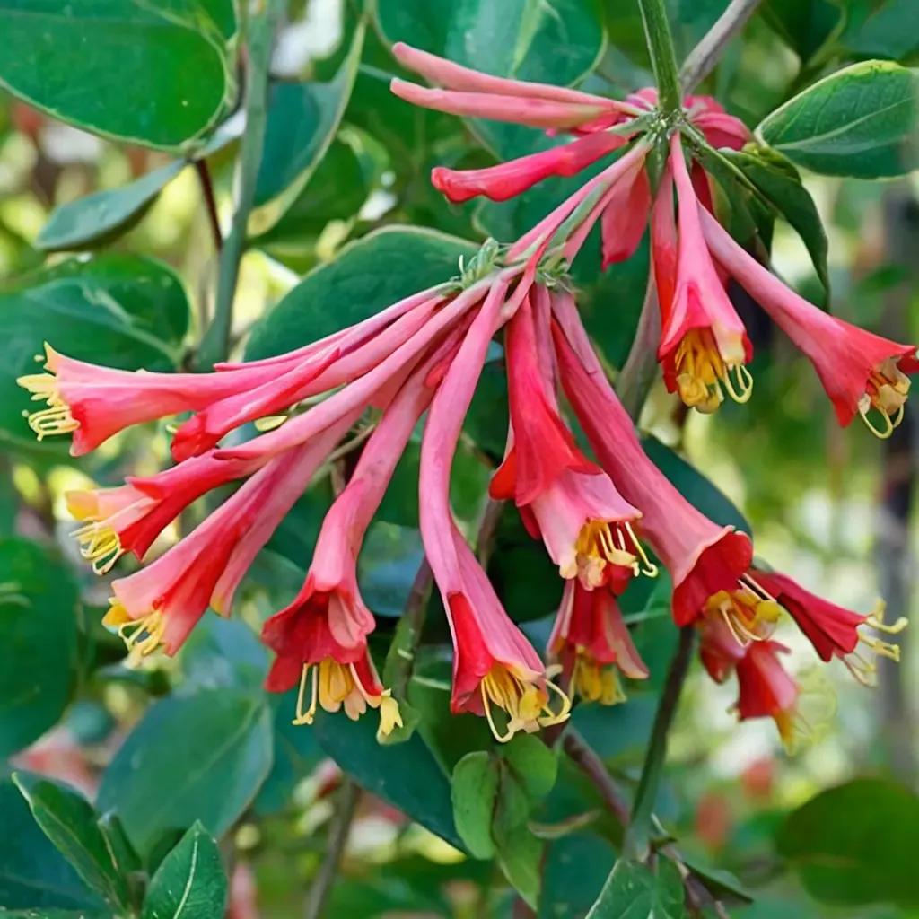 Coral Honeysuckle