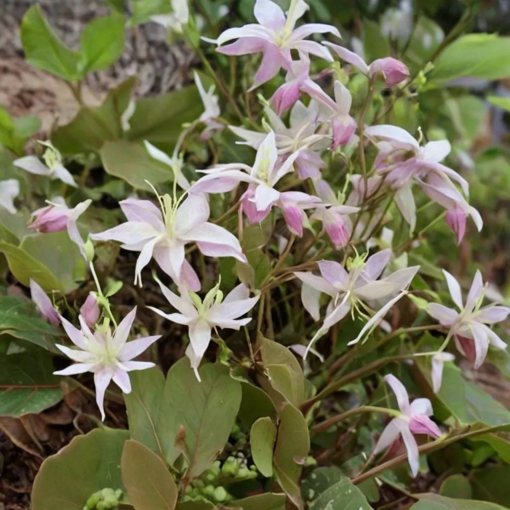 Epimedium youngianum 'Fairy Dust'