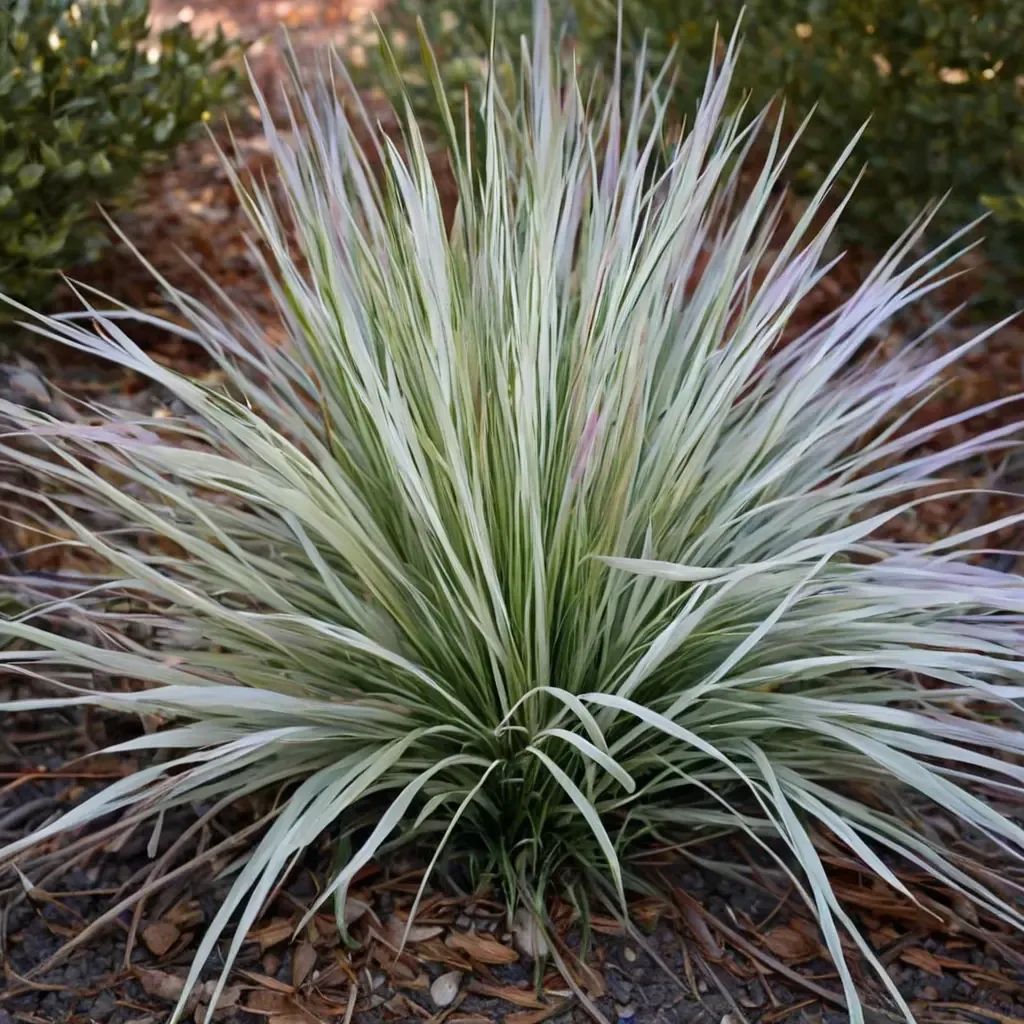 Deschampsia cespitosa 'Northern Lights'