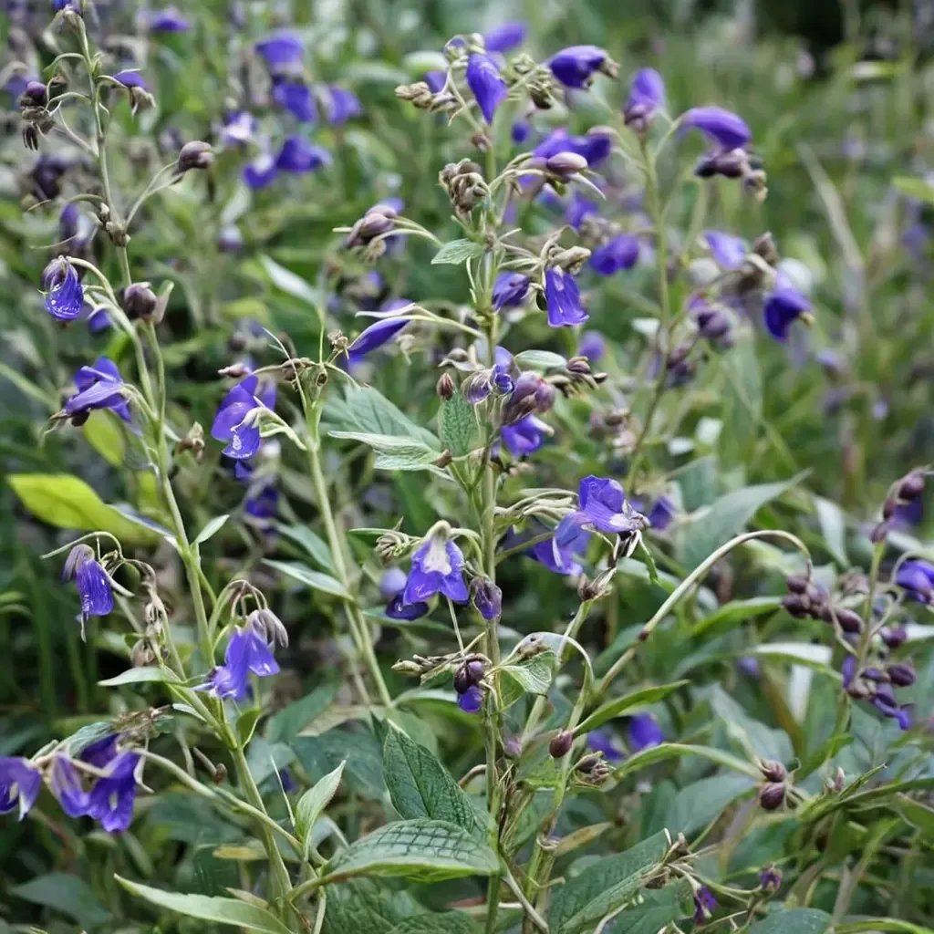 Caryopteris divaricata 'Blue Butterflies'