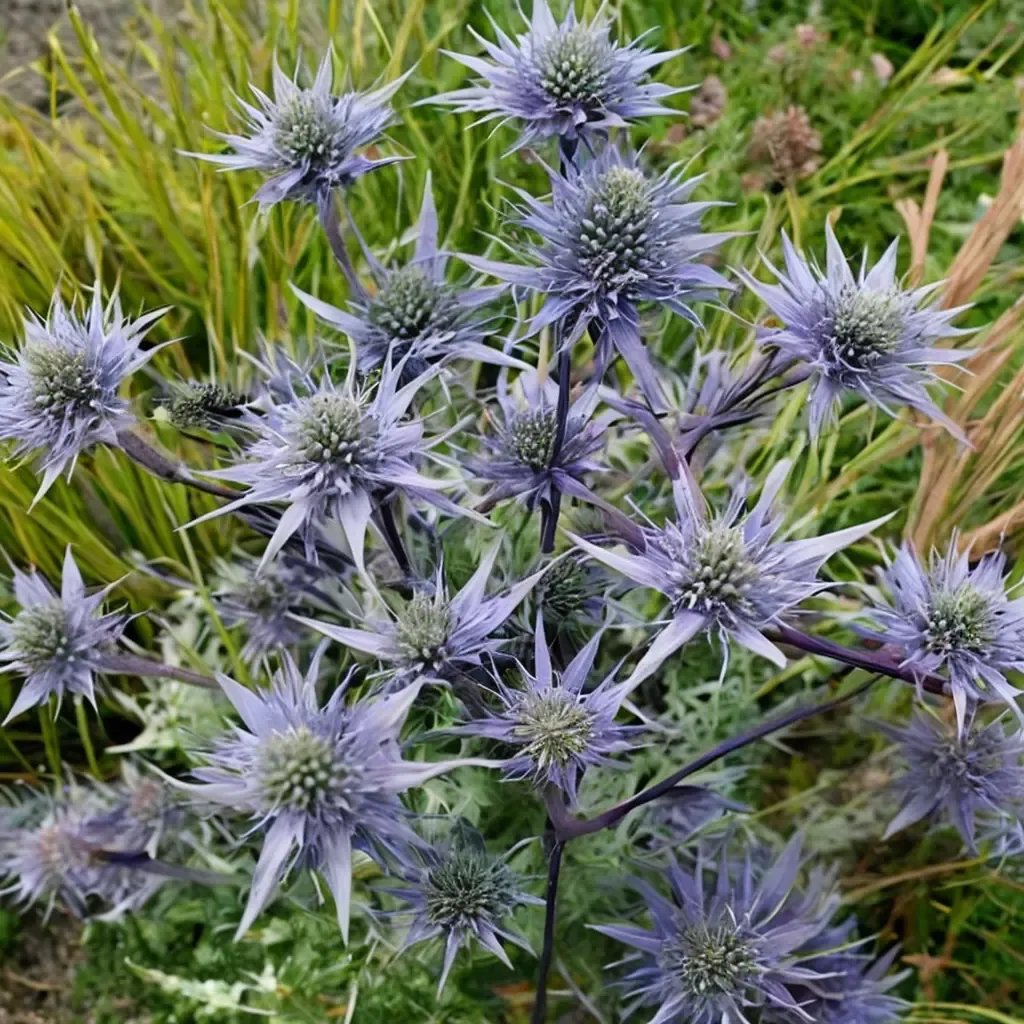 Eryngium bourgatii 'Picos Blue'