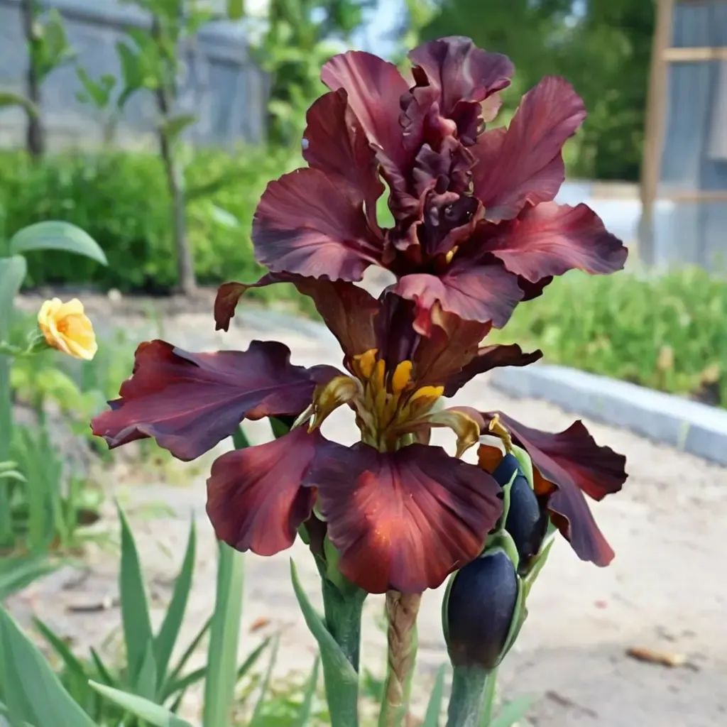Iris germanica 'War Chief'