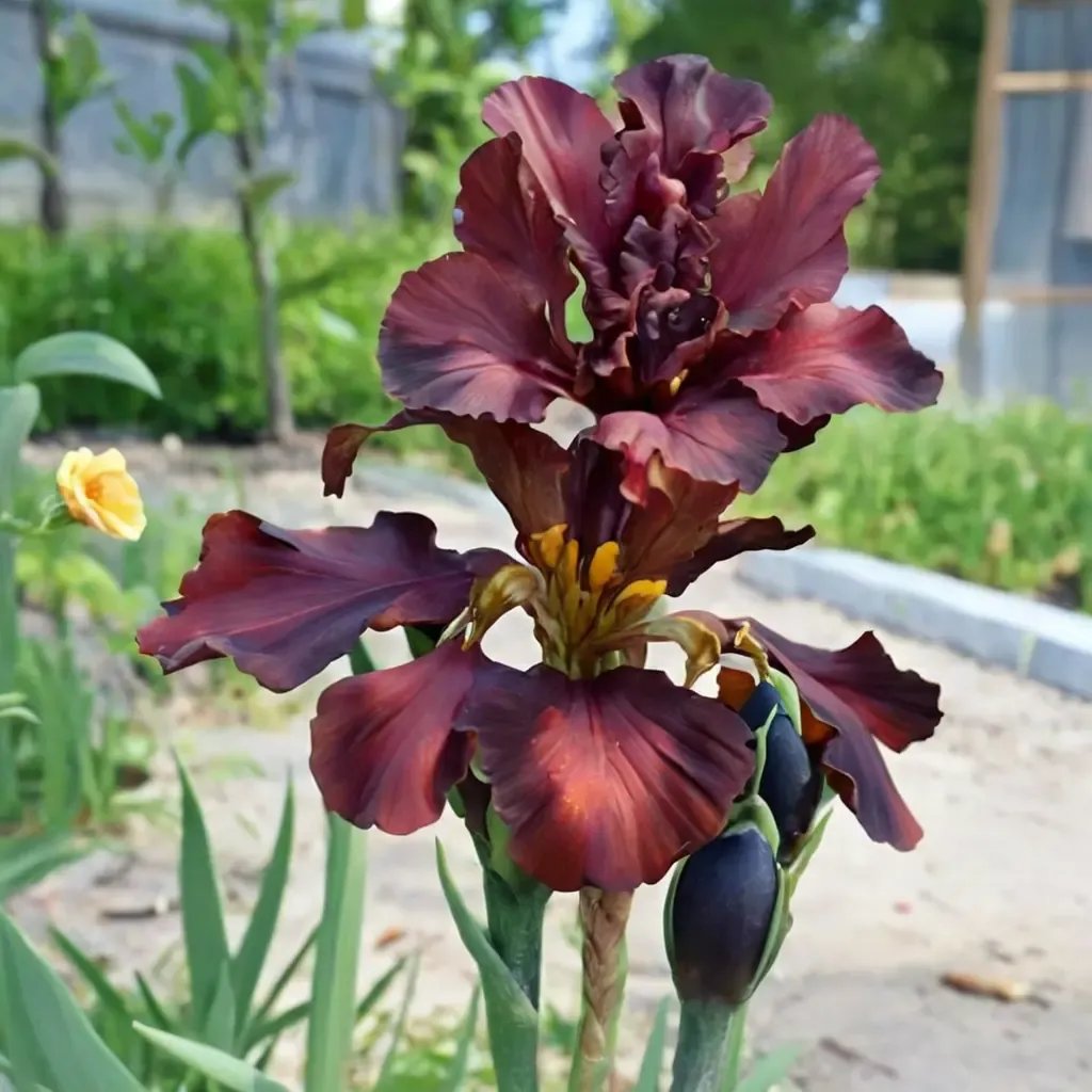 Iris x germanica 'War Chief'