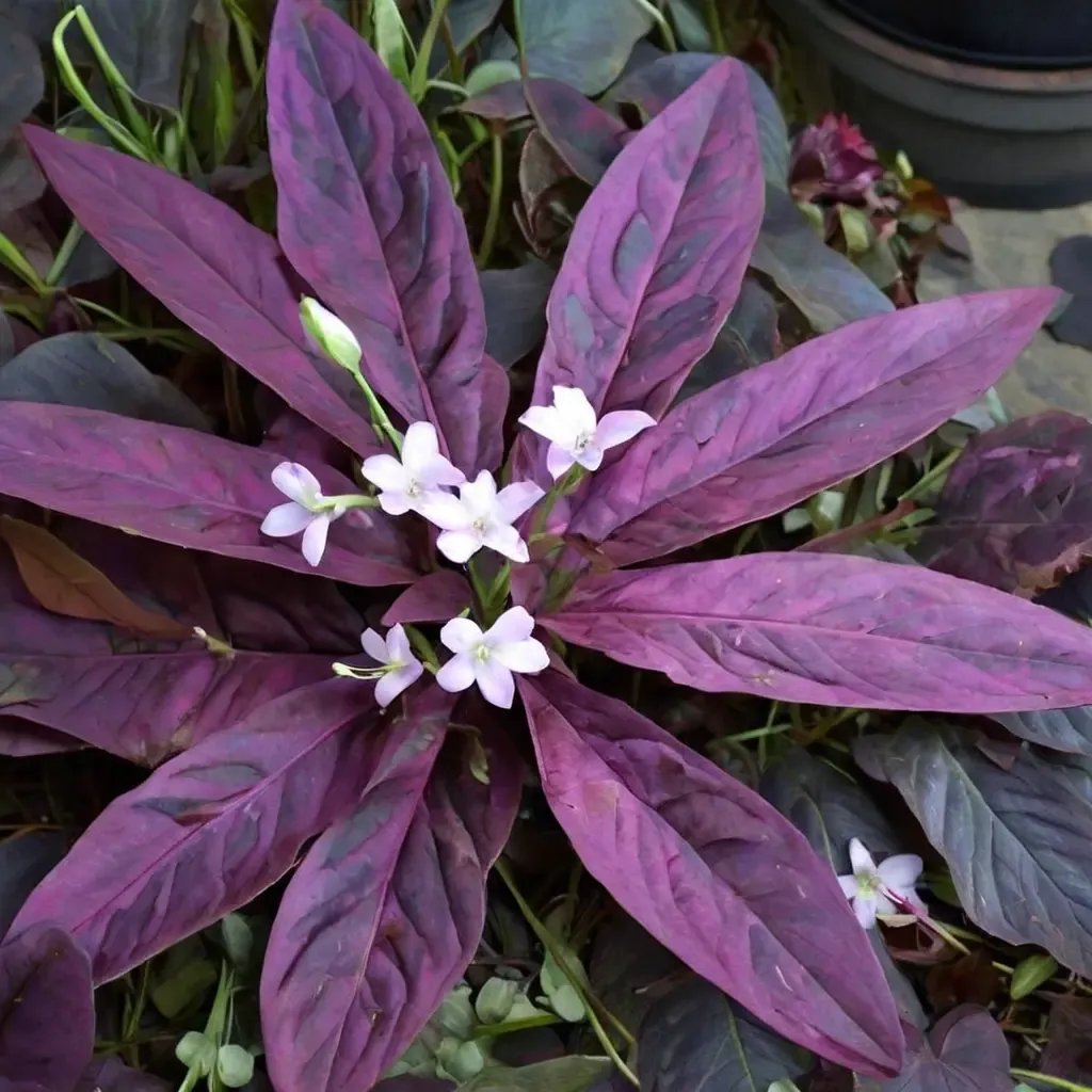 Oxalis triangularis 'Atropurpurea'