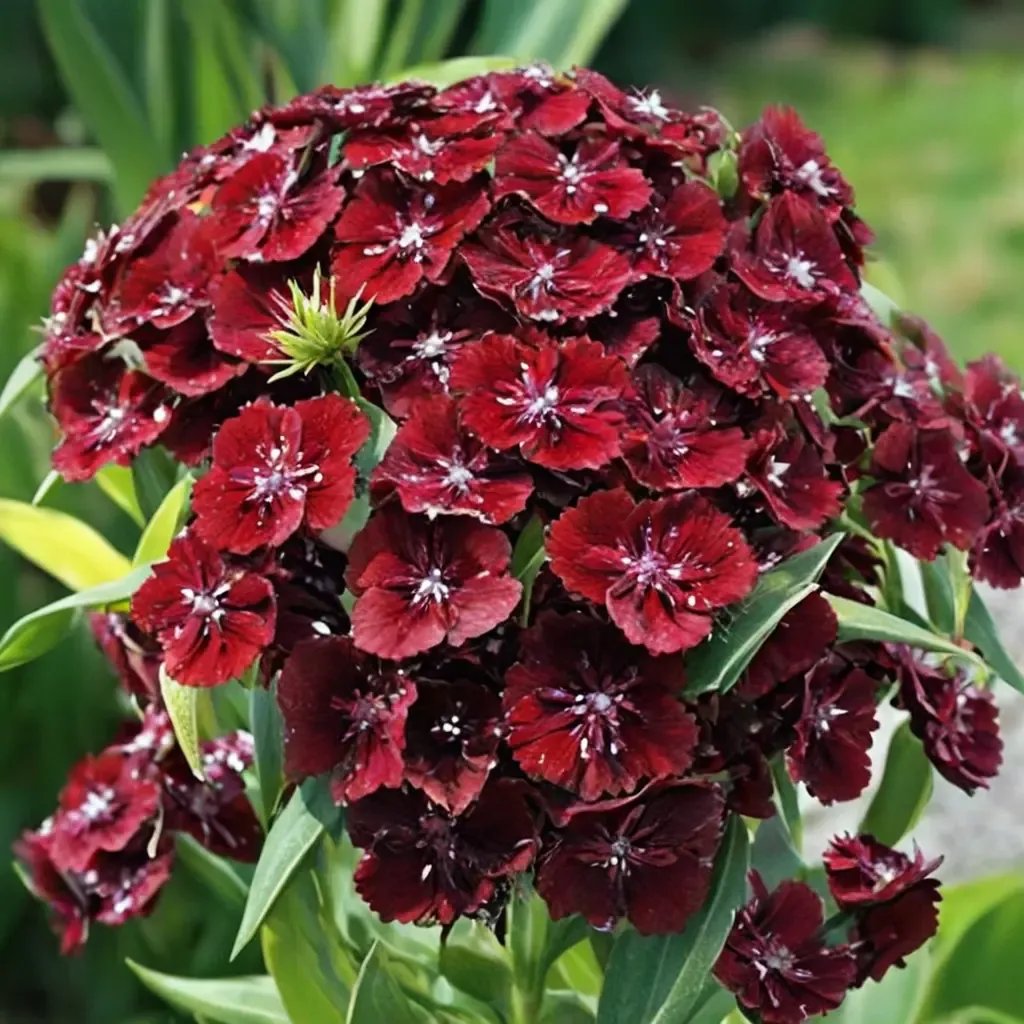 Dianthus caryophyllus 'Sweet Black Cherry'