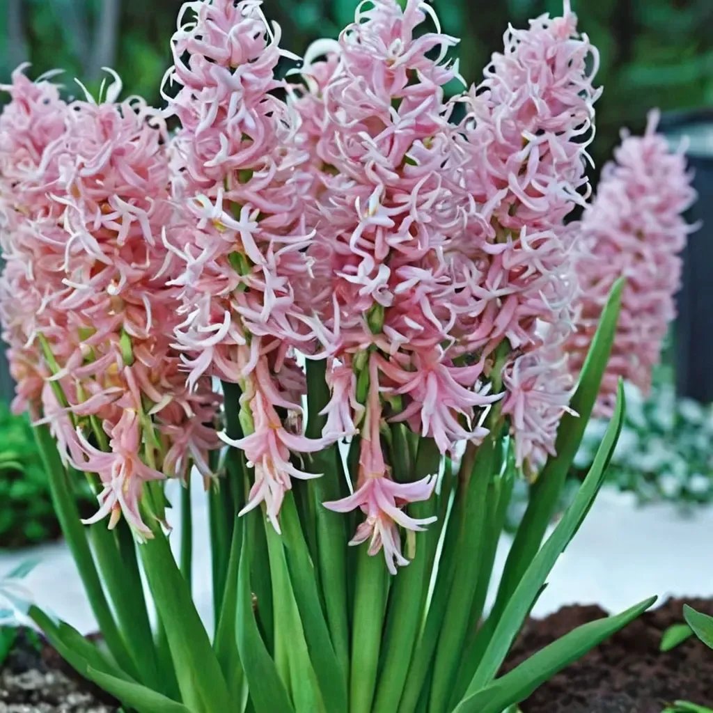 Hyacinthus orientalis 'Pink Festival'