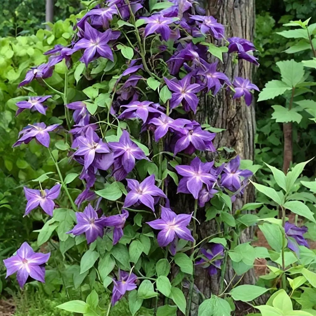 Clematis viticella 'Minipuna'